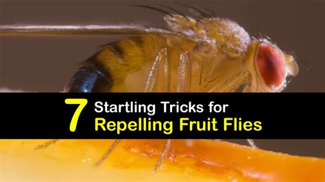 Repelling the Fruit Fly - Quick Ways to Deter Fruit Flies