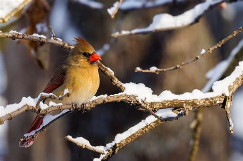 Seasonal Calendar - Dubuque Arboretum