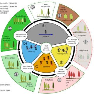 Simulated dynamic of bark beetle outbreaks in spruce forests in the... | Download Scientific Diagram