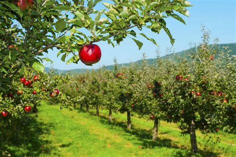 Best Apple Orchard Winners (2018) | USA TODAY 10Best