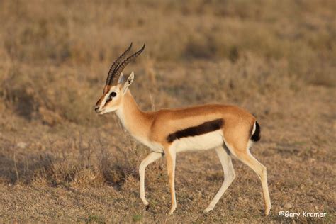 Thomson's Gazelle | Animal Database | Fandom