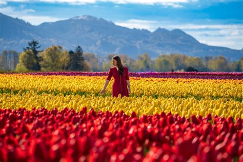 Skagit Valley Tulip Festival 2024 Dates - Eddy Liliane