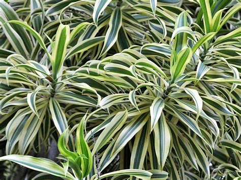 25 Types of Dracaena Plants