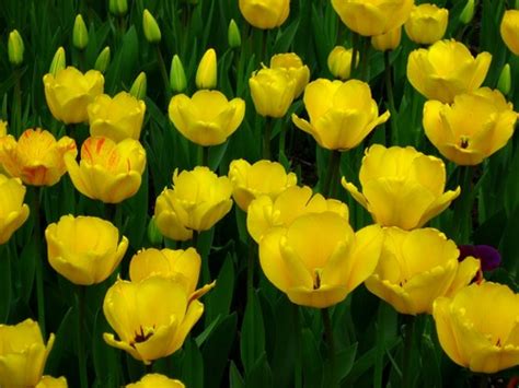 Yellow Tulip - Yellow Photo (34512746) - Fanpop