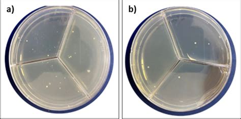 Nutrient agar plates with bacterial colonies: a) uncovered plate and b ...