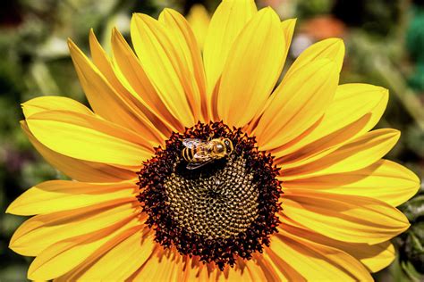 Honey Bee on Sunflower Photograph by Gregory Gendusa | Pixels