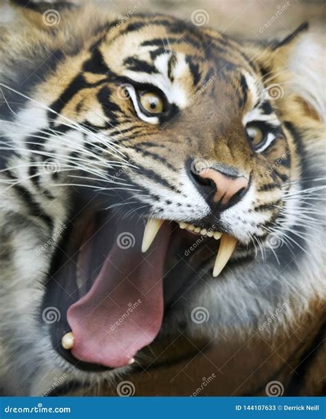 Angry Tiger Stock Photography | CartoonDealer.com #165102146