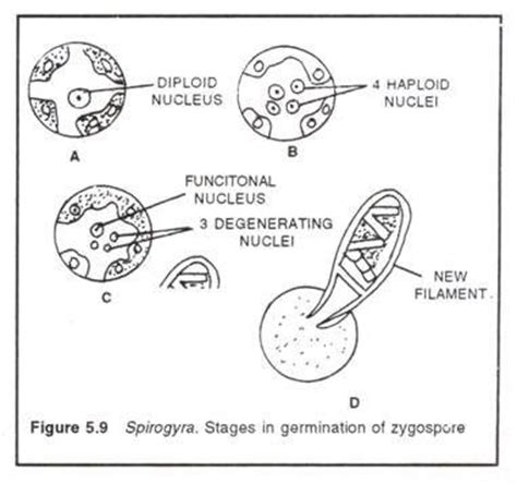 Spirogyra-habitat, structure, reproduction and germination of zygospore - Online Biology Notes