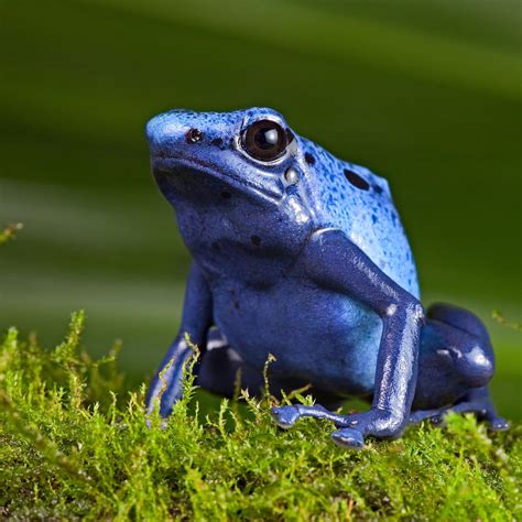 Blue Poison Dart Frog by Dirk Ercken