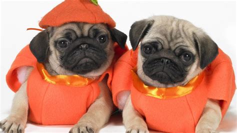 10 Awesome Halloween Costumes For Pugs