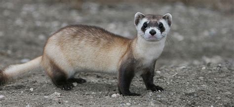 Ferret, Black-Footed - Louisville Zoo