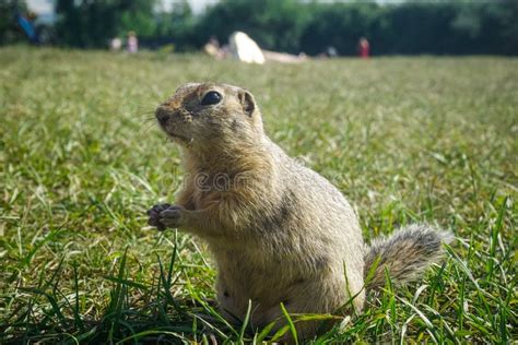 Funny Gopher Face stock photo. Image of gopher, mouth, prairie - 612532