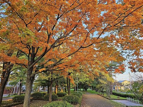 Autumn Leaves in Hokkaido | Hi, I'm Toru, your guide in Japan!