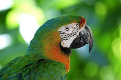 10 Most Colorful Parrot Species