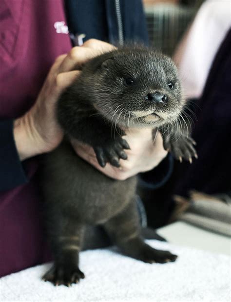 23 Of The Cutest Baby Animals Of All Time