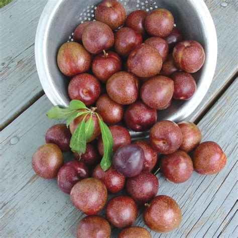 Help to ID this Japanese Plum? - General Fruit Growing - Growing Fruit