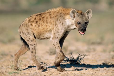 Hyena | The Biggest Animals Kingdom