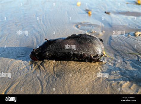 Aplysia Vaccaria Sea Hare or Sea Slug a gastropod washed up on Escondido Beach near Malibu in ...