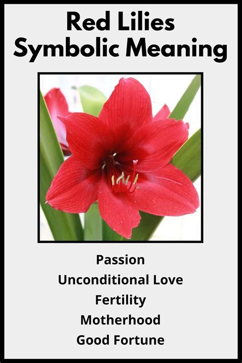 Red Lilies Meaning and Symbolism (Love & Passion)