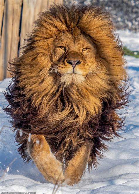 Lion with a very impressive mane looks like he's just left hair salon ...