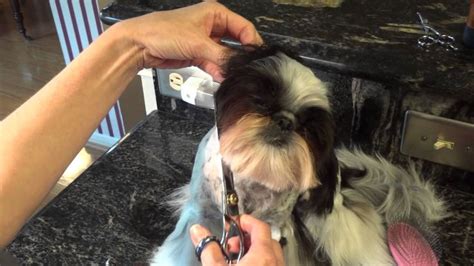 1000+ images about Shih Tzu Grooming Tips on Pinterest