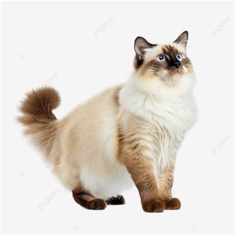 Ragdoll Cat On White Background, Ragdoll, Cat, White PNG Transparent Clipart Image and PSD File ...