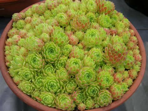 Sempervivum atlanticum - Hen and Chicks | World of Succulents