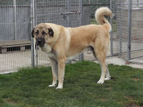 Anatolian Shepherd Dog Info, History, Temperament, Training, Puppy, Pictures