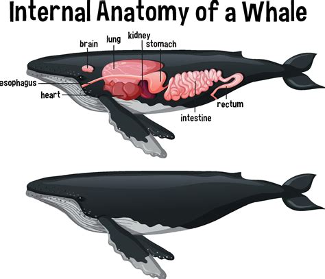 Internal Anatomy of a Whale with label 2046941 Vector Art at Vecteezy