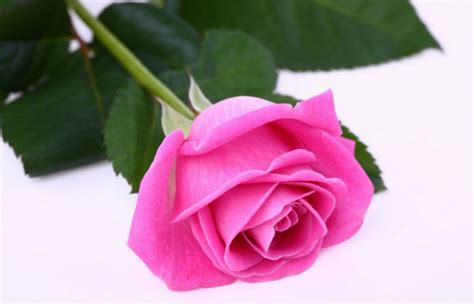 Bunga Mawar Pink – Toko Bunga Jakarta | Toko Bunga Online | TWS Florist