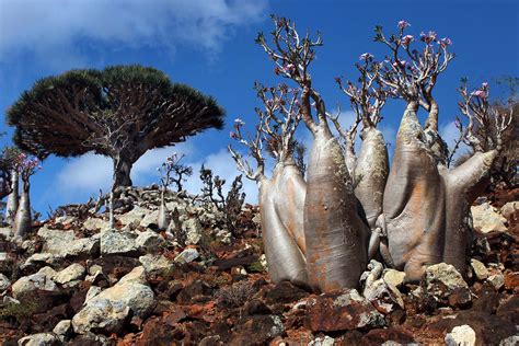 socotra island Archives | HD Wallpapers