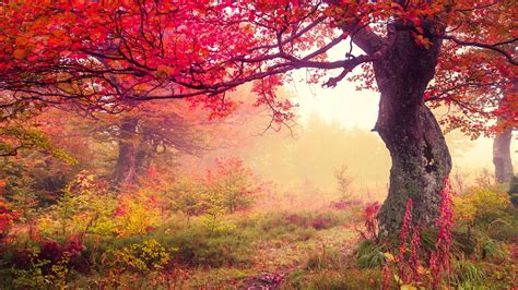 Red Autumn Trees In Forest HD Nature Wallpapers | HD Wallpapers | ID #56543