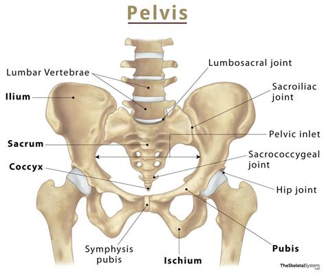 A Well Labelled Diagram Of The Pelvic Girdle