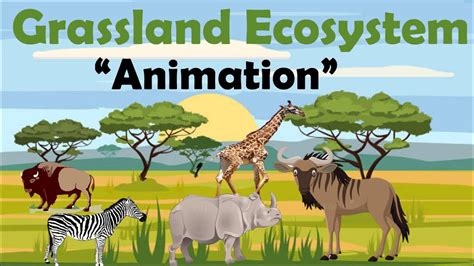 Grassland Animals