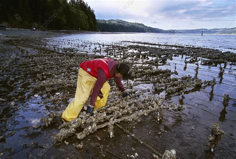 Oyster farming - Stock Image - E766/0099 - Science Photo Library