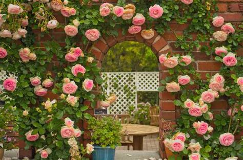 Beautiful Climbing Roses: How To Grow, Care For, and Prune Climbing Roses - Minneopa Orchards