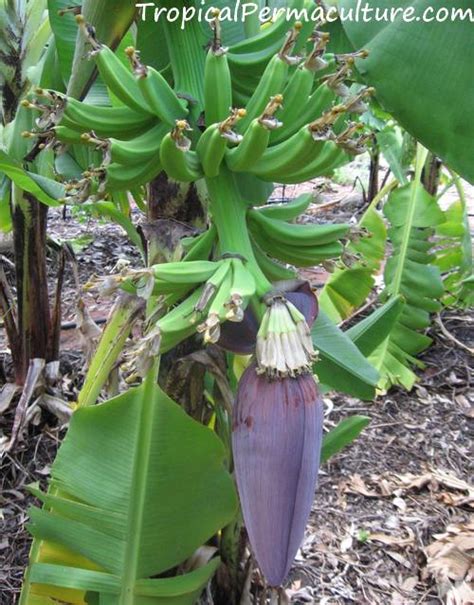 Growing Bananas - How To Grow Banana Plants And Keep Them Happy