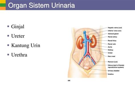 Detail Gambar Sistem Urinaria Ekskresi Gambar Sistem Ekskresi Koleksi Nomer 10