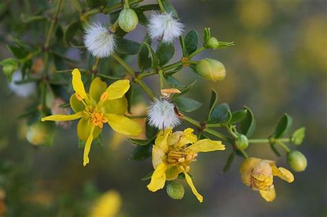 Benefits and Uses of the Chaparral Plant : Natural Cupboard, Your source for EDTA, Chaparral ...