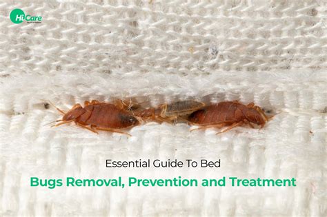 Bed Bugs: Essential Guide to Identify and Get Rid of Them