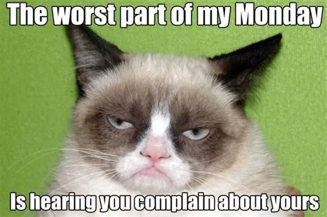 Top 25 Funny Grumpy Cat Memes - CatTime