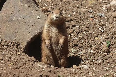 Do Groundhogs Abandon Their Burrows? - Wildlife Informer