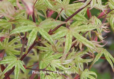 Ukigumo Japanese Maple for sale at Maples N More Nursery