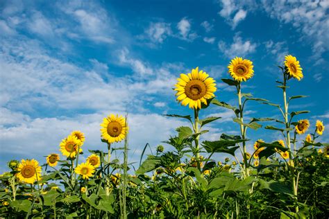 Sunflower Farms In Md | Best Flower Site