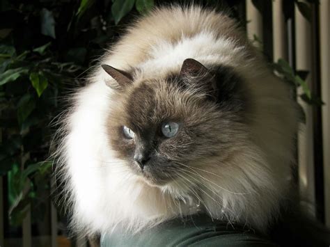 Himalayan Cat Breed: 5 Compelling Reasons To Adopt Today