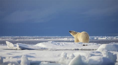 Are There Polar Bears In Antarctica? | Aurora Expeditions