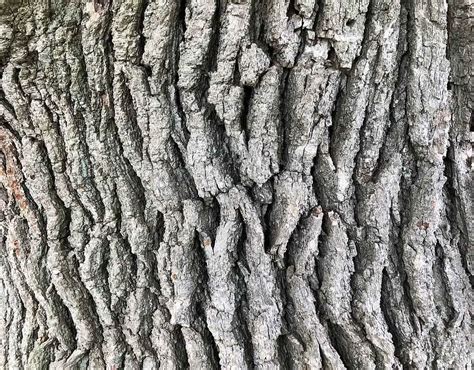 Oak Tree Bark: Characteristics and Benefits (With Photos)