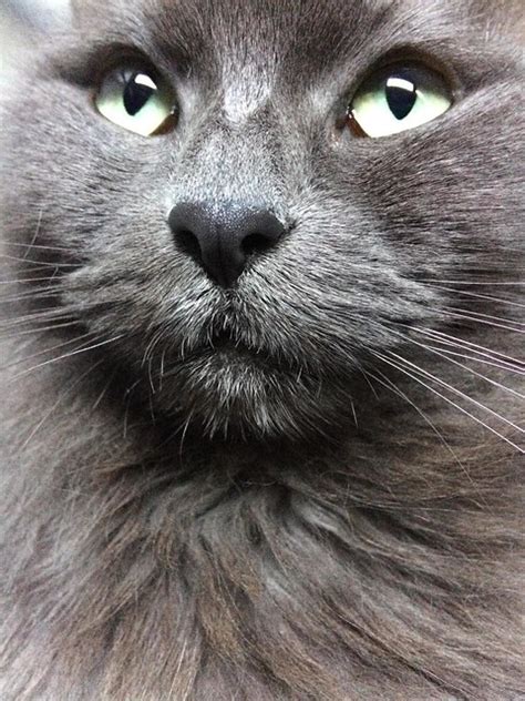 Nebelung Cat Pictures and Information - Cat-Breeds.com