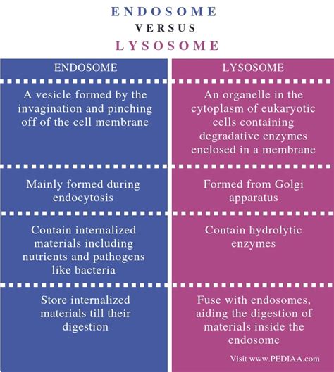 What is the Difference Between Endosome and Lysosome - Pediaa.Com