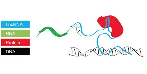 Mapping long non-coding RNAs | Swiss National Center of Competence in ...